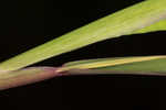 Mudbank crowngrass